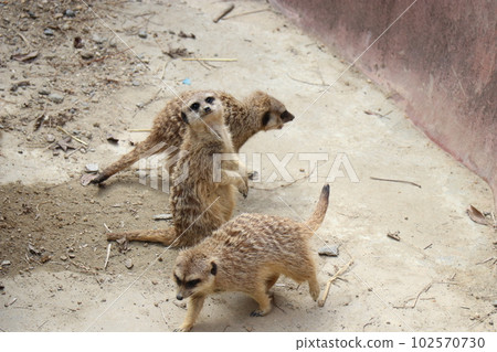 Meerkat looking at customers for food, Nagasaki Bio Park, zoo Meerkat looking at customers for food, Nagasaki Bio Park, zoo 102570730
