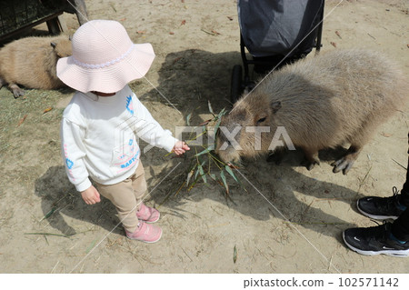 餵水豚的女孩,長崎生物園,動物園,親子,樂趣 餵水豚的女孩,長崎生物園,動物園,親子,樂趣 102571142