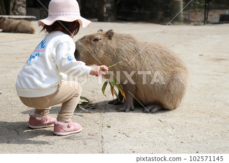 餵水豚的女孩，長崎生物園，動物園，親子，樂趣 102571145