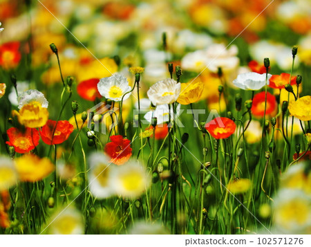 Poppy flowers 102571276