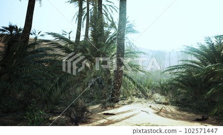 Palm trees in the desert Palm trees in the desert 102571447