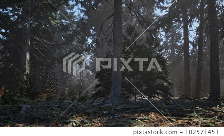 Sunlight entering autumn coniferous forest on a misty morning Sunlight entering autumn coniferous forest on a misty morning 102571451