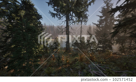 Autumn pine forest on a foggy morning Autumn pine forest on a foggy morning 102571452