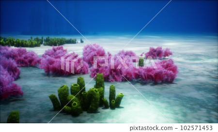 Purple and pink soft corals and red sponges Purple and pink soft corals and red sponges 102571453