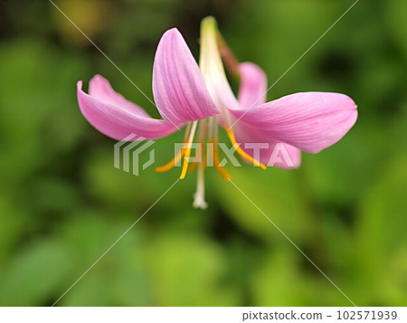 藏紅花般的花朵特寫 藏紅花般的花朵特寫 102571939