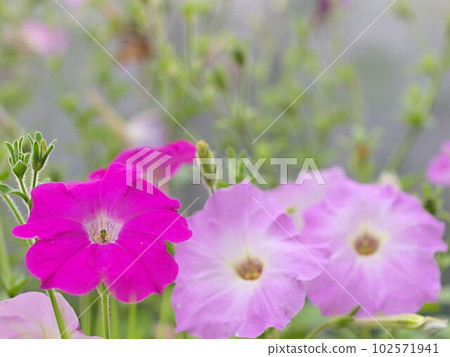 桃紅色顏色喇叭花花 102571941