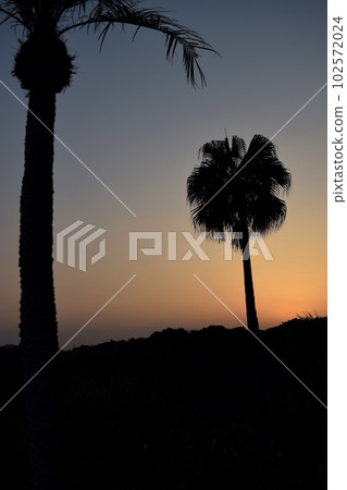 橙色棕櫚樹背景的日落景色 102572024