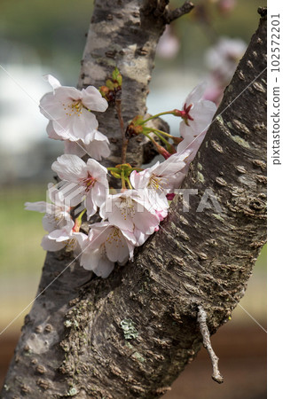 Cherry tree in full bloom  102572201