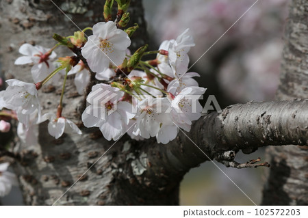 Cherry blossoms blooming in the spring park 102572203
