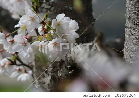Cherry tree in full bloom  102572204