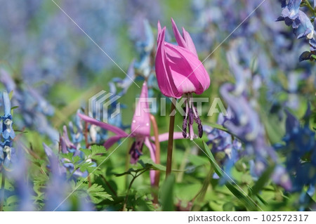 Dogtooth violet and Corydalis flower garden Dogtooth violet and Corydalis flower garden 102572317