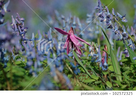 Dogtooth violet and Corydalis flower garden Dogtooth violet and Corydalis flower garden 102572325