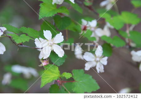 尼加稻草 102572412