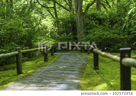 大河內山莊庭園：新綠時節的苔蘚庭園（京都市右京區佐賀） 102572858