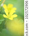 黃酢漿草春天 102572906