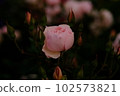 玫瑰開得很漂亮 102573821