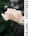玫瑰開得很漂亮 102573824