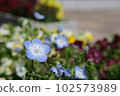 Nemophila 在陽光明媚的日子里美麗地綻放 102573989