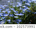 Nemophila 在陽光明媚的日子里美麗地綻放 102573991