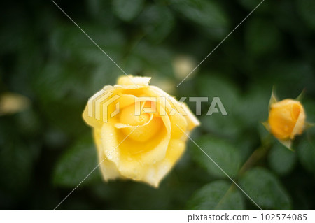 玫瑰 102574085