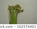 蕨菜野菜 102574401