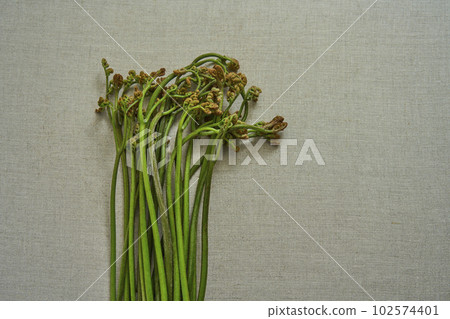 蕨菜野菜 蕨菜野菜 102574401