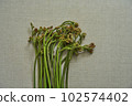 蕨菜野菜 102574402