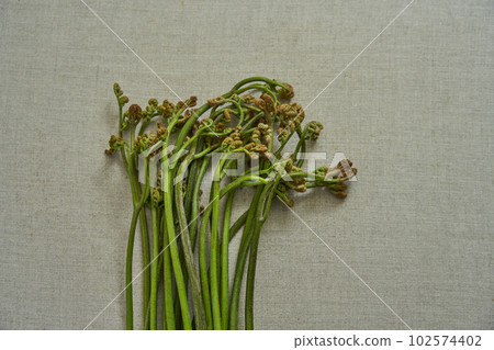 蕨菜野菜 蕨菜野菜 102574402
