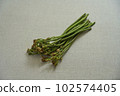 蕨菜野菜 102574405