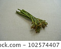 蕨菜野菜 102574407