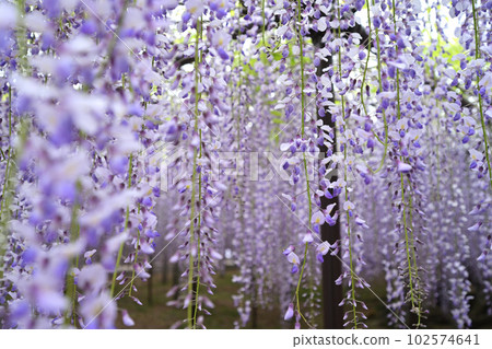 purple blinds 102574641