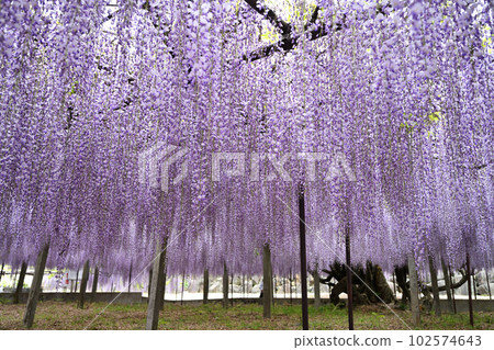 Fuji in full bloom 102574643