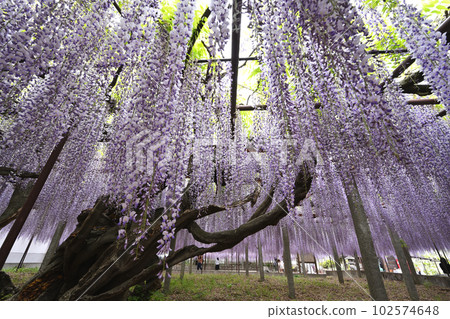 wisteria flowers pouring down 102574648