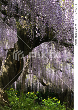紫藤早晨 紫藤早晨 102574701