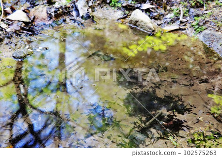 水坑 水坑 102575263