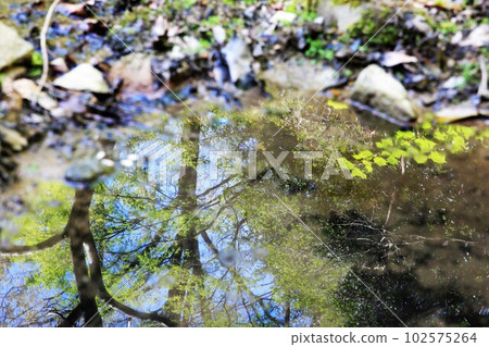 水坑 水坑 102575264