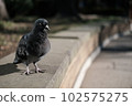 曬太陽的鴿子 102575275
