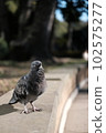 曬太陽的鴿子 102575277