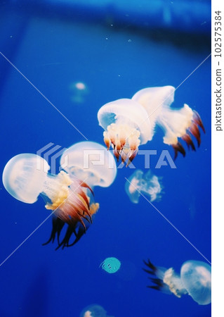 神奇的水母 102575384