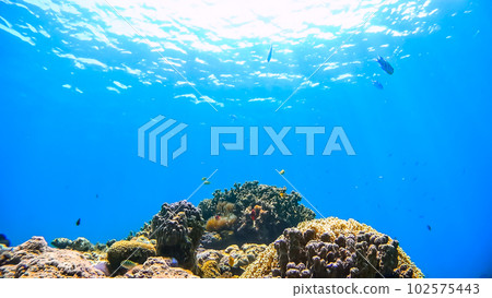 沖繩赤島的西濱海灘水下照片 102575443