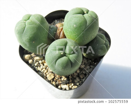 洛福福拉 102575559