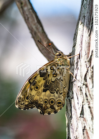 Lycopodium lepidoptera, Satoma's shade butterfly, Neope goschkevitschii, 鱗翅目, 鱗翅目, 垂直 Lycopodium lepidoptera, Satoma's shade butterfly, Neope goschkevitschii, 鱗翅目, 鱗翅目, 垂直 102575929