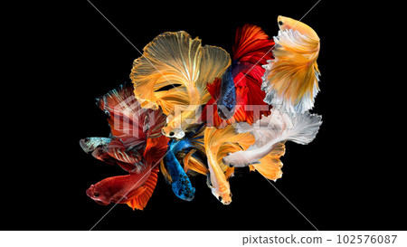 Siamese fighting fish or Betta fish in close up motion against a black background. 102576087