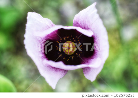Wild poppy (Setigerum species) 102576255