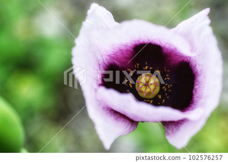 Wild poppy (Setigerum species) 102576257