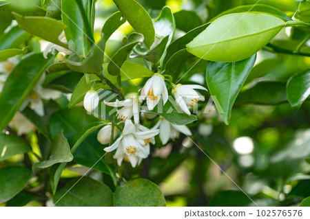 yuzu flower flower yuzu yuzu flower yuzu flower blooming spring leaves 102576576