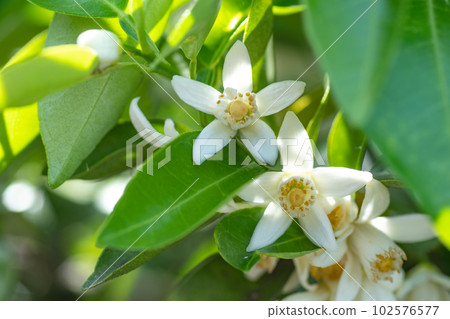 yuzu flower flower yuzu yuzu flower yuzu flower blooming spring leaves 102576577