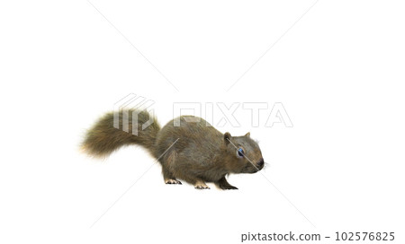 Squirrel with fluffy Fur in standing or jump pose isolated on White Background with Clipping Path. 102576825