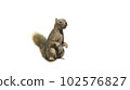 Squirrel with fluffy Fur in standing or jump pose isolated on White Background with Clipping Path. 102576827