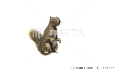 Squirrel with fluffy Fur in standing or jump pose isolated on White Background with Clipping Path. Squirrel with fluffy Fur in standing or jump pose isolated on White Background with Clipping Path. 102576827